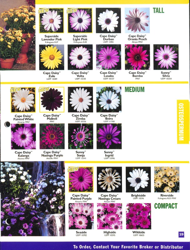 2002_annuals_flower_fields_0019.jpg
