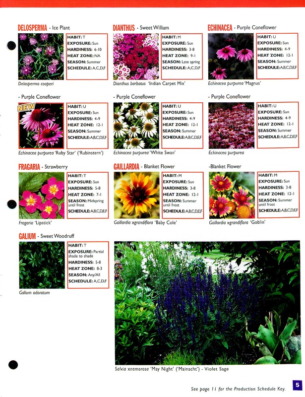 2002_perennials_flower_fields_0005.jpg