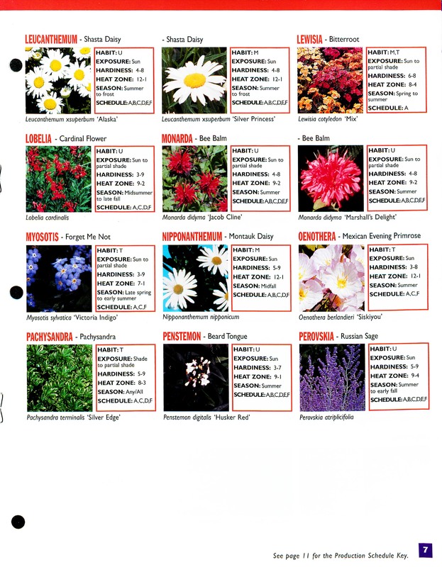 2002_perennials_flower_fields_0007.jpg